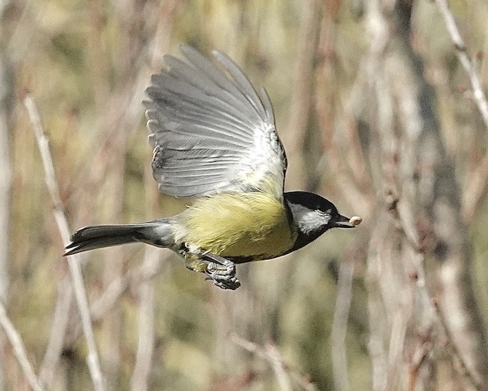 great tit